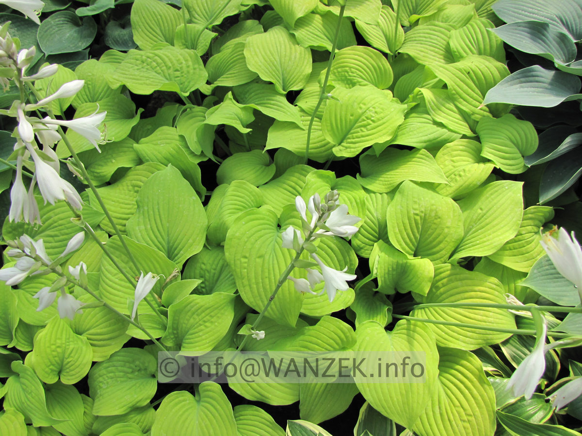 Hosta Hybride Piedmont Gold 07.JPG